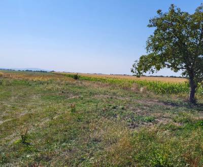 Eladó Építési telek, Építési telek, Hlavná, Trebišov, Szlovákia