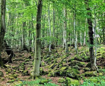 Eladó Mezőgazdasági és erdei telkek, Mezőgazdasági és erdei telkek, Le