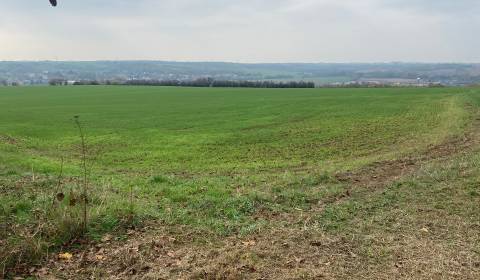 Eladó Szőlőstelkek, Szőlőstelkek, Zadná hora - Vinice, Levice, Szlovák