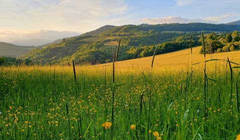 Eladó Mezőgazdasági és erdei telkek, Mezőgazdasági és erdei telkek, Ži