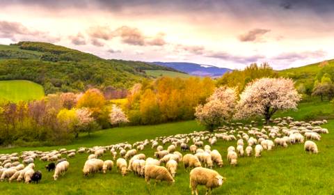 Eladó Mezőgazdasági és erdei telkek, Mezőgazdasági és erdei telkek, Ro