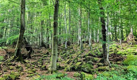 Eladó Mezőgazdasági és erdei telkek, Mezőgazdasági és erdei telkek, Le