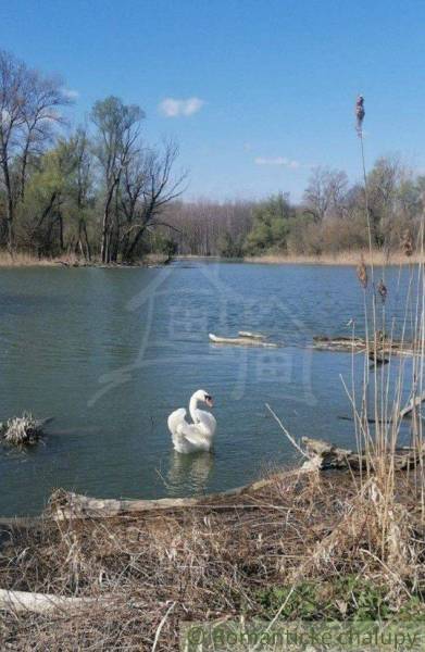 Dunajská Streda Családi ház eladó reality Dunajská Streda